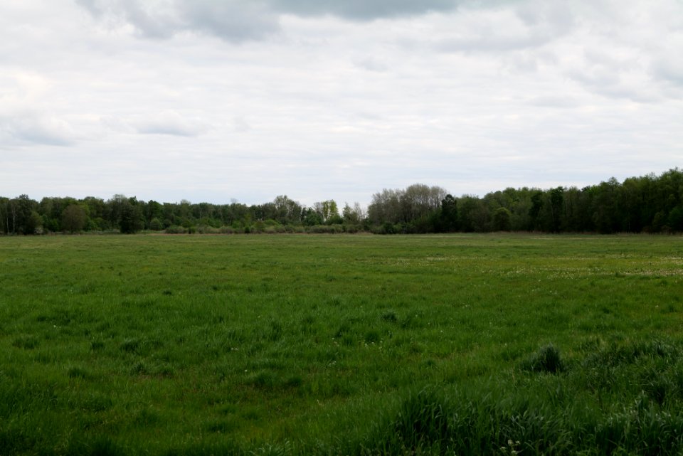Oberes Rhinluch 2020-05-15 27