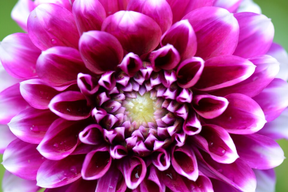 Dahlia easter white