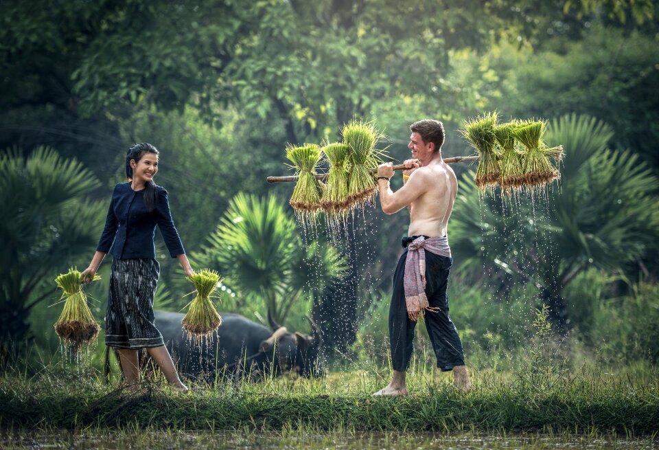 Rice plantation vietnam cultivating