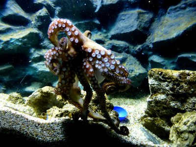 Octopus-vulgaris-3