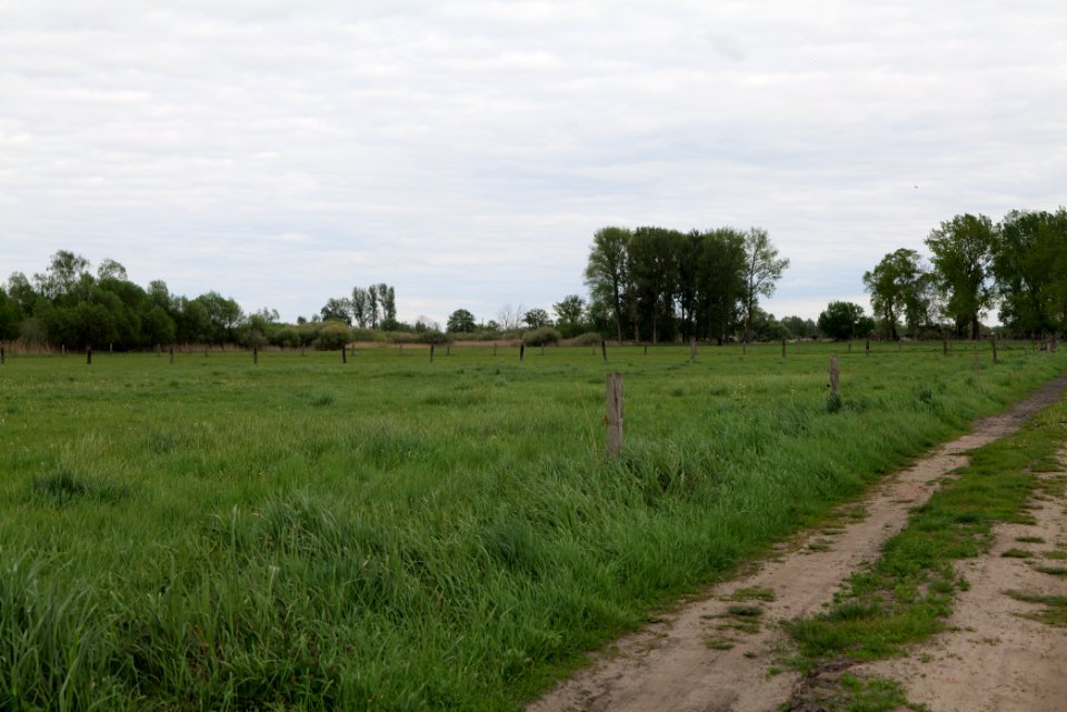 Oberes Rhinluch 2020-05-15 02