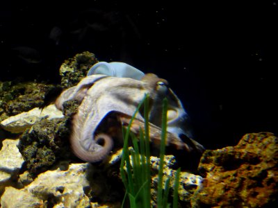 Octopus-vulgaris