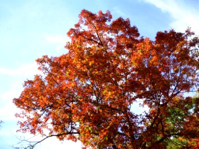Oak leaves in the fall photo