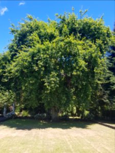 Oak Tree at 176 Nile Street, Nelson