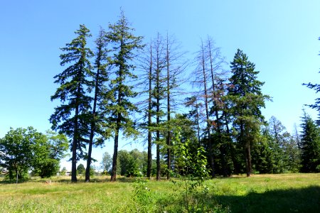 Oak Meadows Park - Vancouver, BC - DSC07451