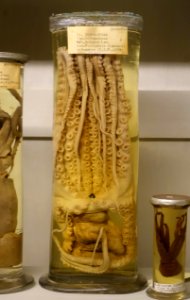 Octopus vulgaris - Museu da Ciência da Universidade de Coimbra - University of Coimbra - Coimbra, Portugal - DSC09269