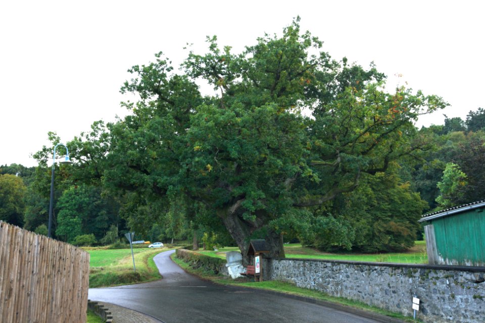 Oak monument tree Molsberg