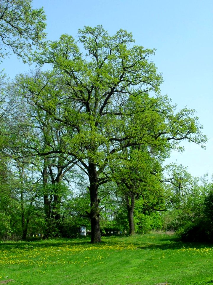 Oak Pyszczyn