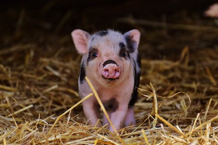 Small pigs cute sweet