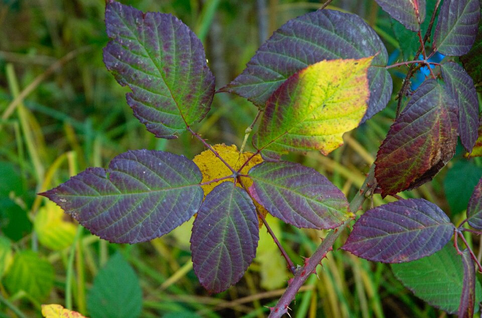 Blackberry colored autumn