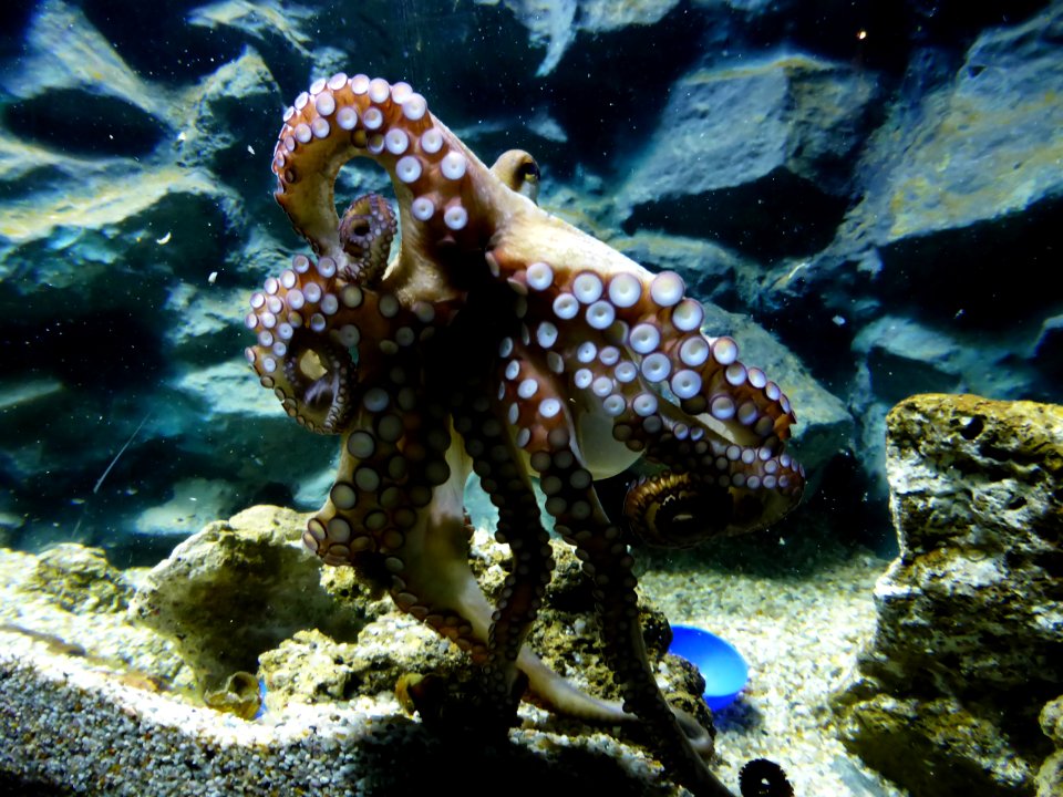 Octopus-vulgaris-4