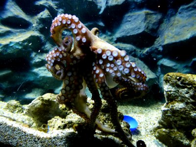 Octopus-vulgaris-4