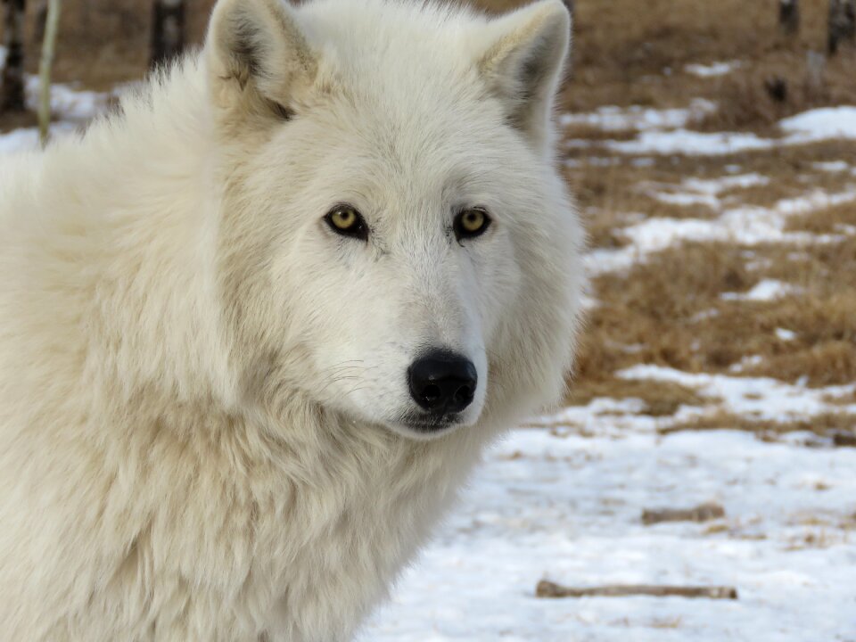 Dog sanctuary rehabilitation