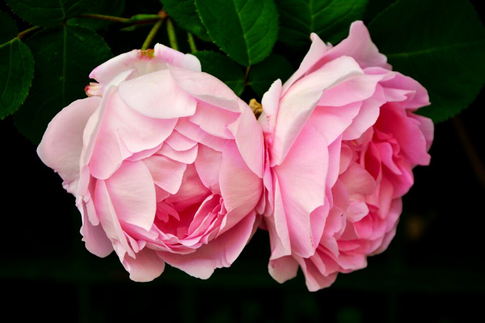 Flowers pink roses rose blooms