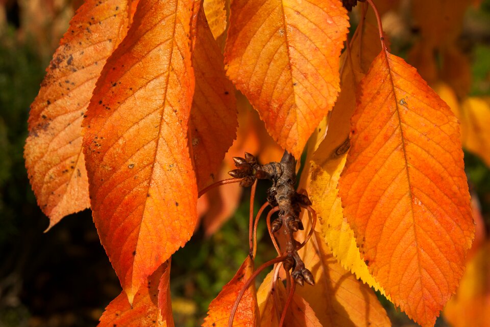 Cherry leaves bud