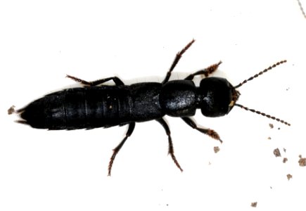 Ocypus-nitens-01-fws