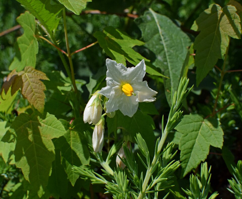 Flower bud wildflower