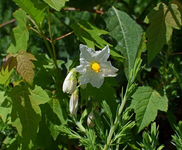 Flower bud wildflower