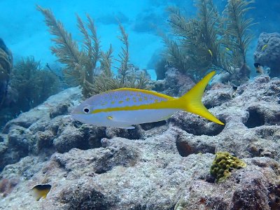 Ocyurus chrysurus Florida Keys