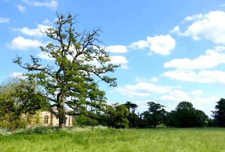 Oak - Lacock Abbey - Wiltshire, England - DSC00809