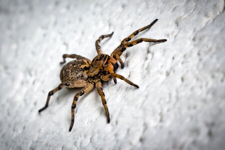 Lycosa singoriensis arthropod nature