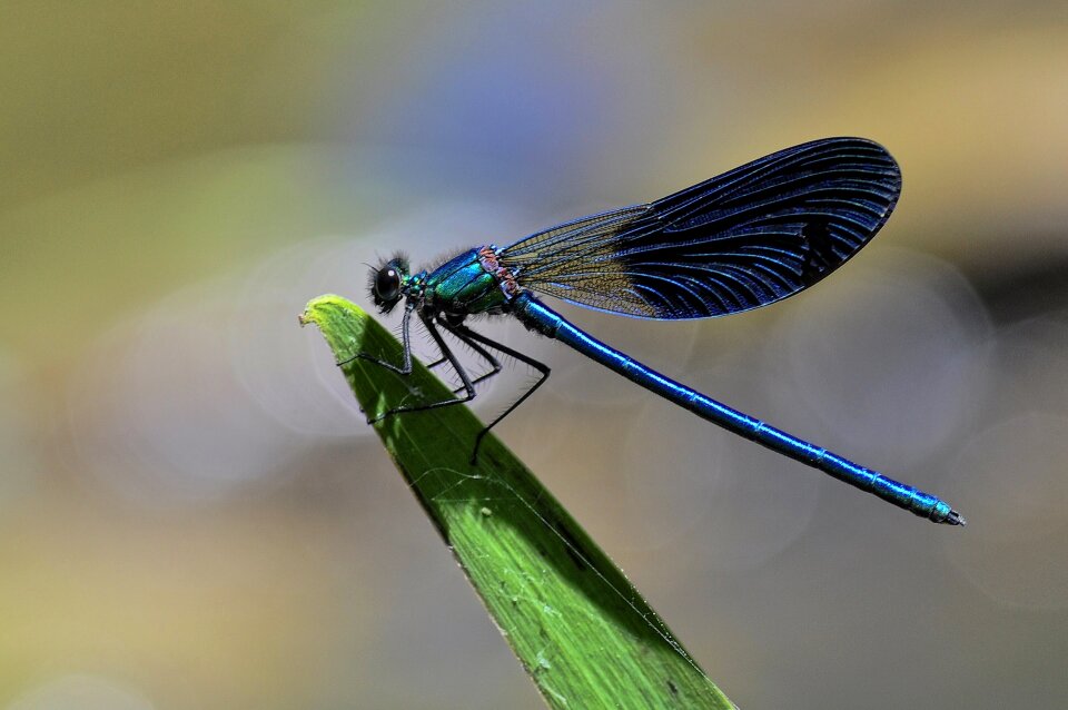 Bug macro white-tailed