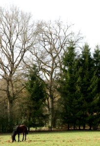 Oak tree natural monument Marienrachdorf Germany