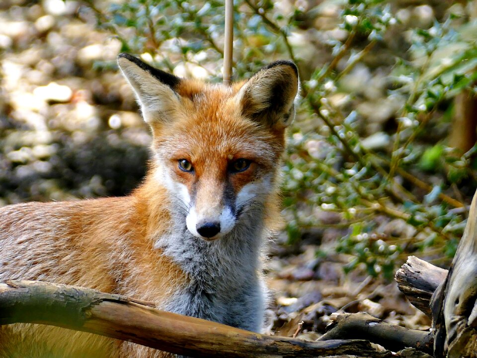 Red-brown little fox forest