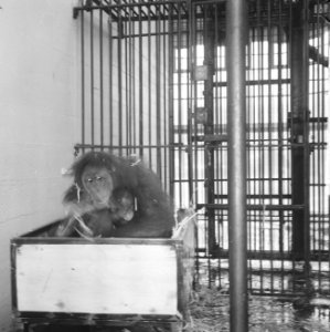 Oerang Oetan met jong in Artis krijgt nieuw bed, Bestanddeelnr 916-2158