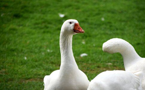 Feather poultry goose beak photo