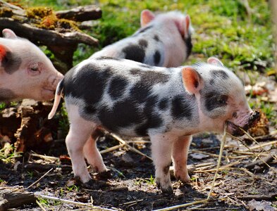 Small pigs cute sweet