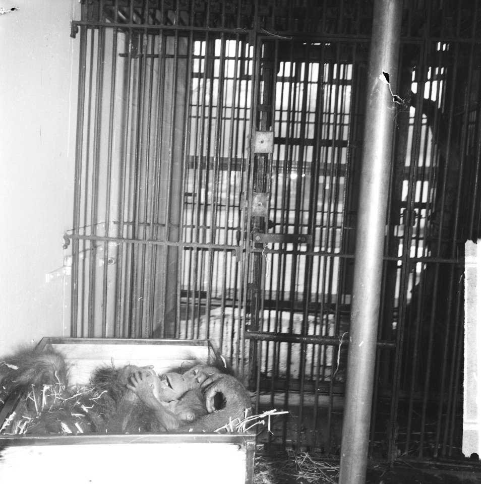 Oerang Oetan met jong in Artis krijgt nieuw bed, Bestanddeelnr 916-2156