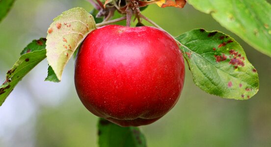 Fruit tree red