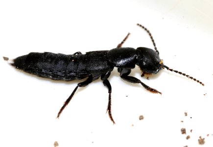 Ocypus-nitens-05-fws