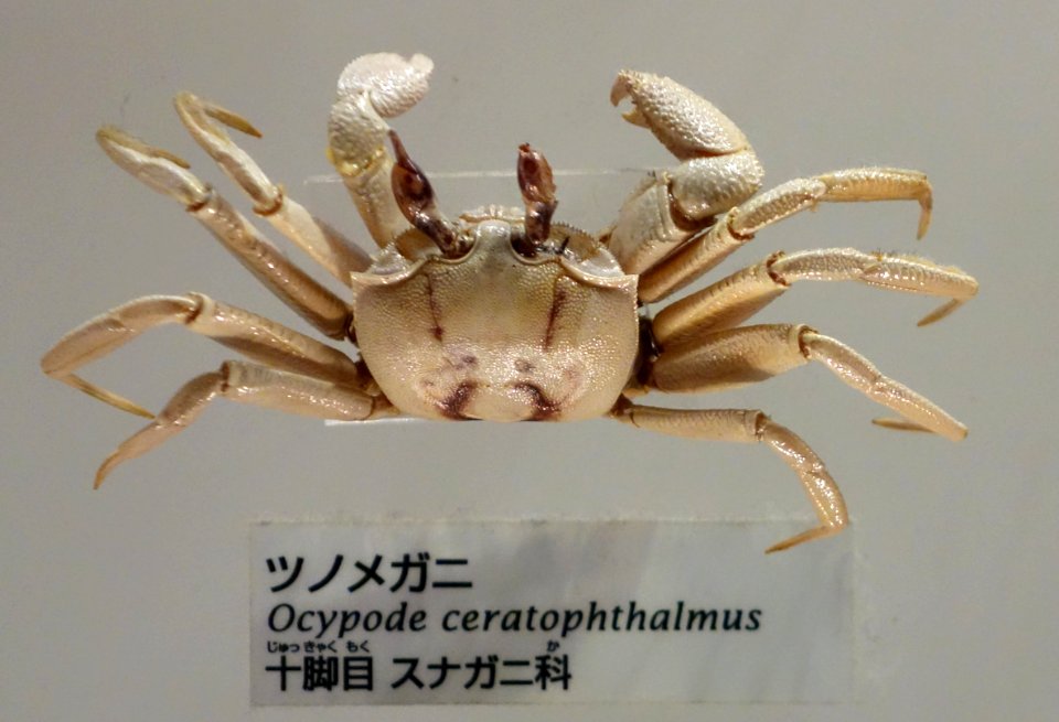 Ocypode ceratophthalma - National Museum of Nature and Science, Tokyo - DSC07545