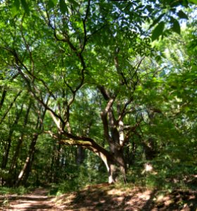 Oberhöchstadt, Naturschutzgebiet Stuhlberg, Kastanien