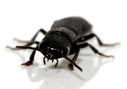 Ocypus-nitens-09-fws