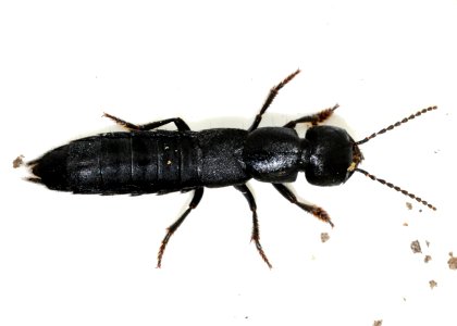 Ocypus-nitens-03-fws