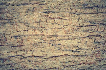 Background bark board