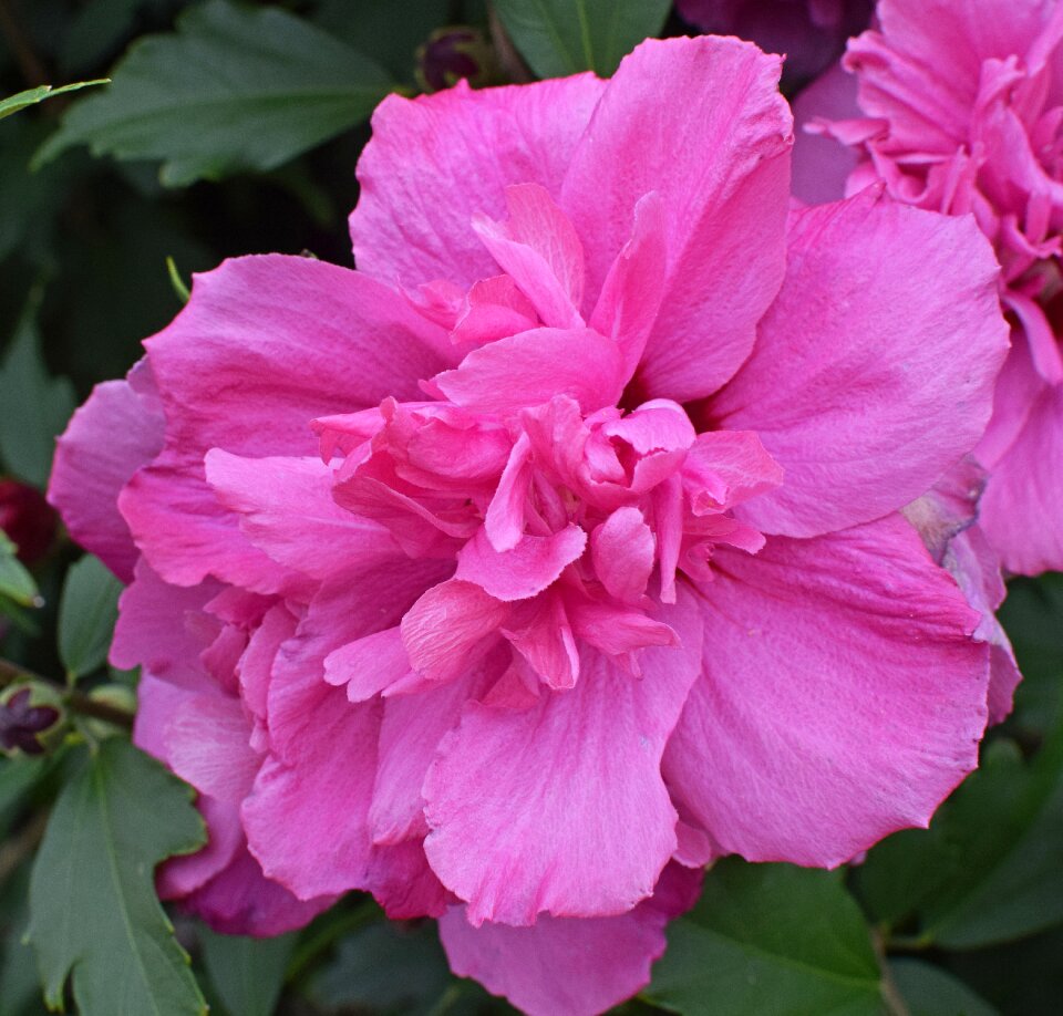 Bloom tree nature