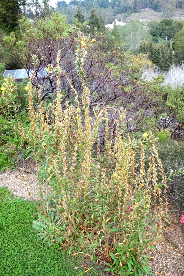 Oenothera wolfii - Regional Parks Botanic Garden, Berkeley, CA - DSC04363