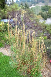 Oenothera wolfii - Regional Parks Botanic Garden, Berkeley, CA - DSC04363