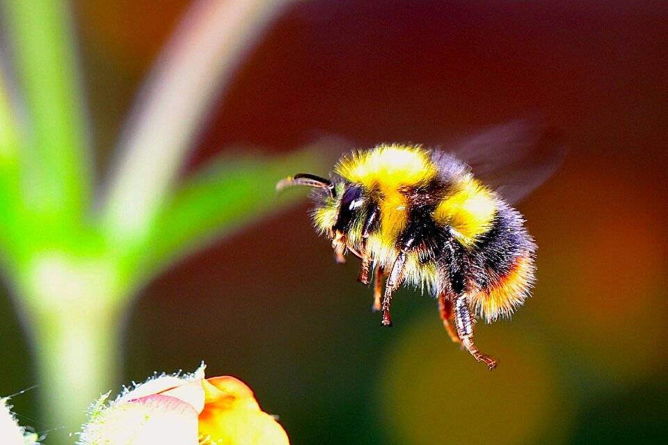 Bumble bee bumblebee