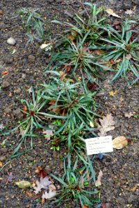 Oenothera odorata - Botanischer Garten - Heidelberg, Germany - DSC00894
