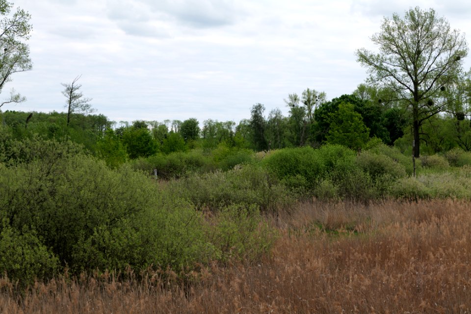 Oberes Rhinluch 2020-05-15 21