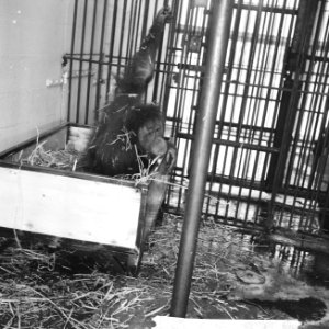 Oerang Oetan met jong in Artis krijgt nieuw bed, Bestanddeelnr 916-2155