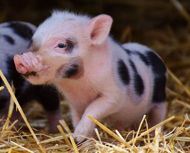 Small pigs cute sweet