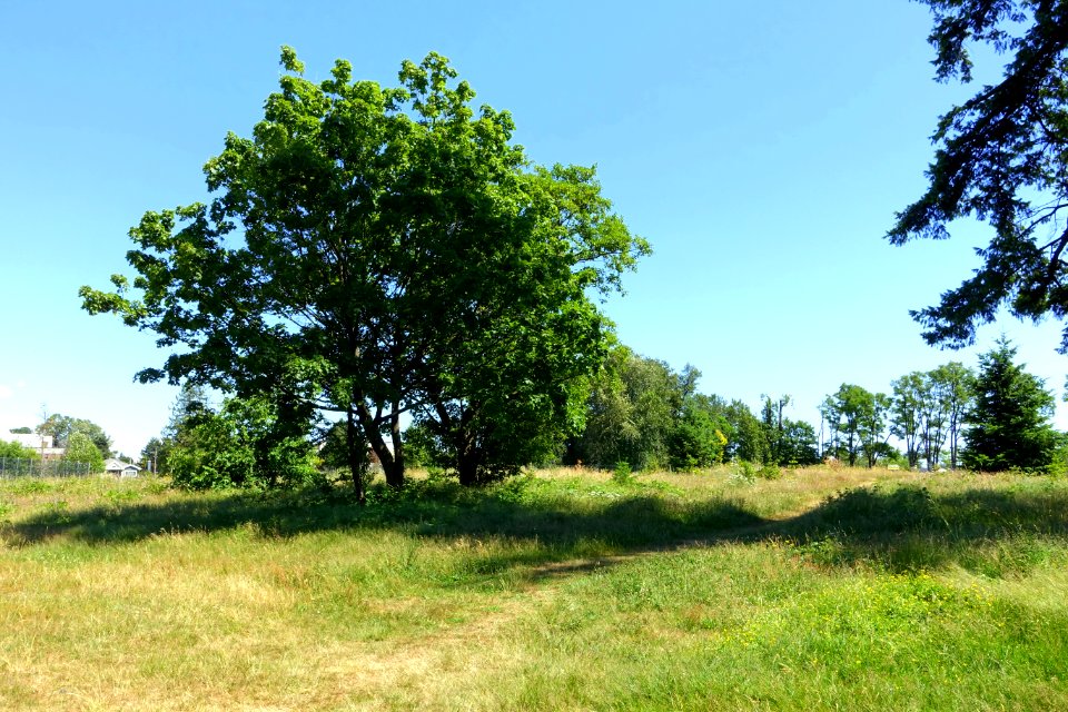 Oak Meadows Park - Vancouver, BC - DSC07453