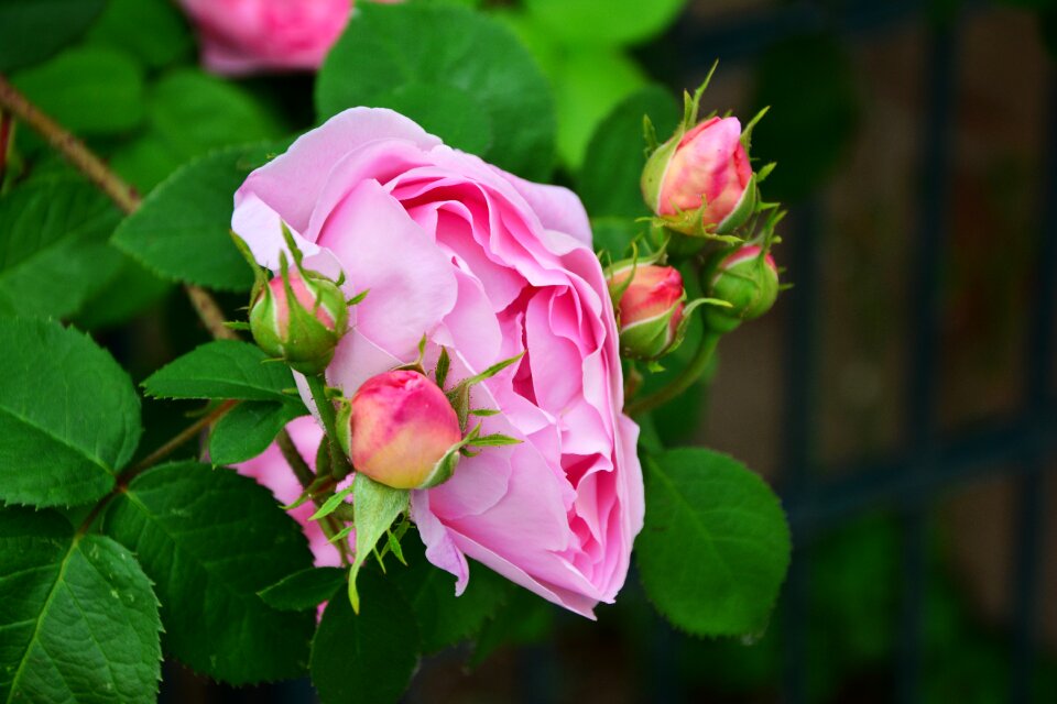 Flowers pink roses rose blooms