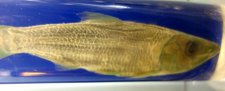 Odaxothrissa losera - Royal Museum for Central Africa - DSC06849